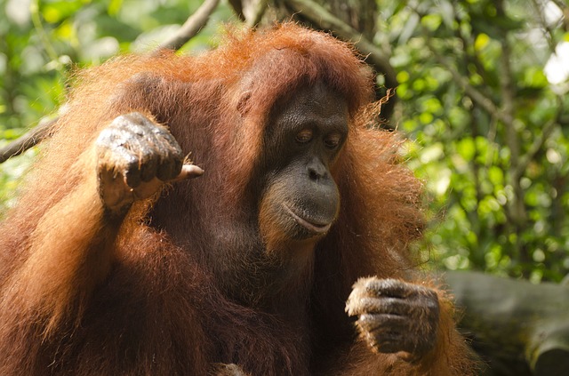 orangutan-681664_640