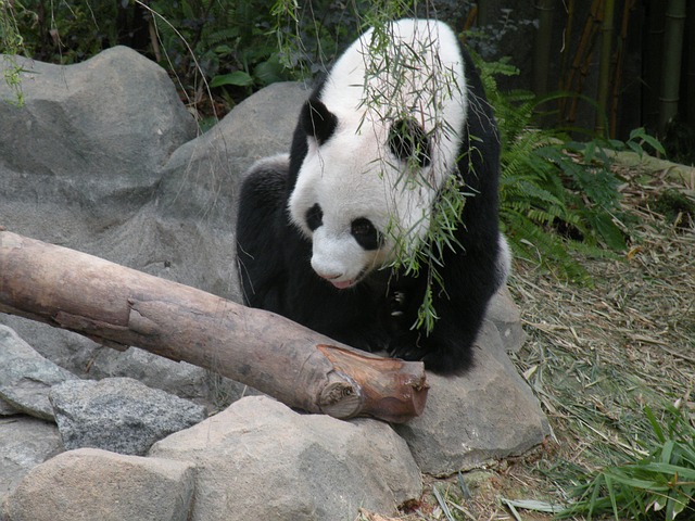 panda-665192_640