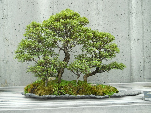 New Challenge of Learning Bonsai